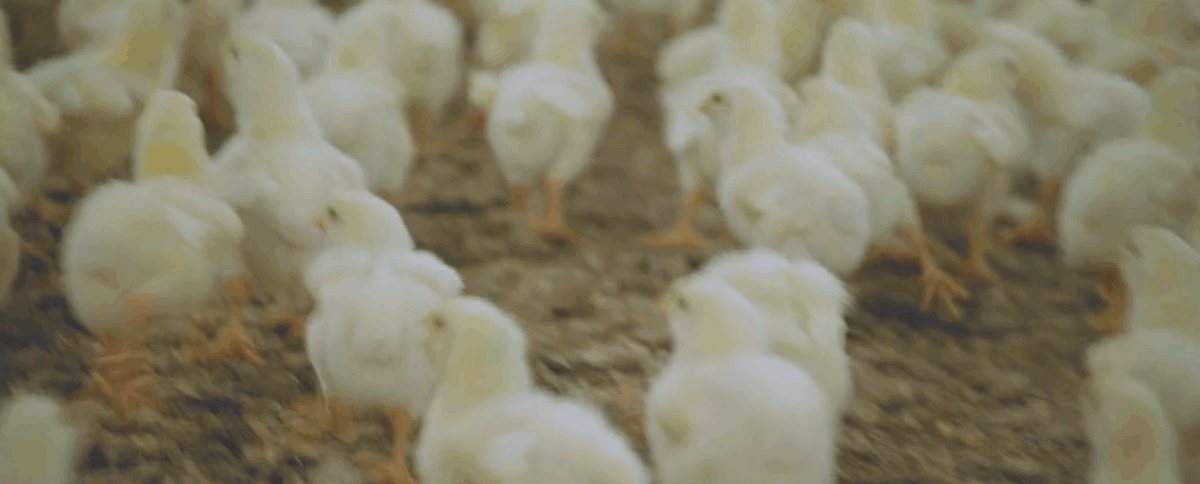 9680 002 Perdue Updates January JCO Chicks Animation R0