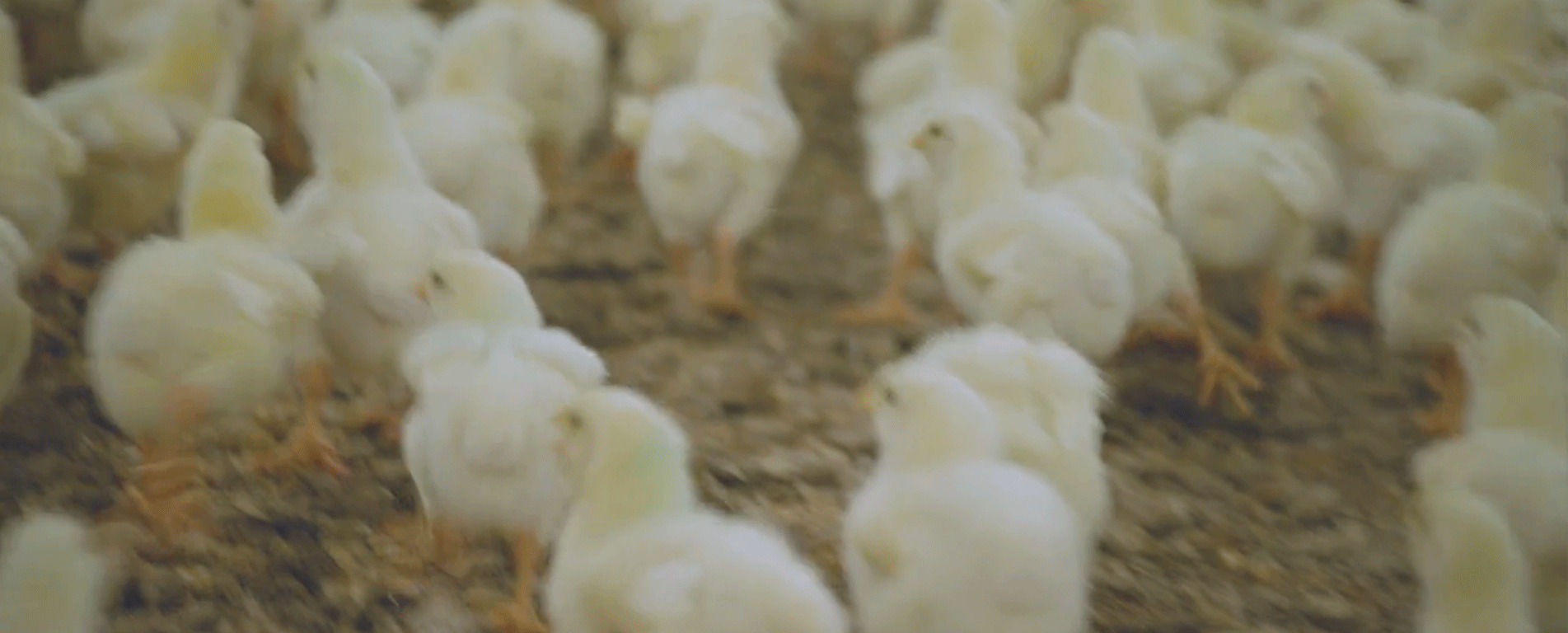 9680 002 Perdue Updates January Jco Chicks Animation R0 1903X768